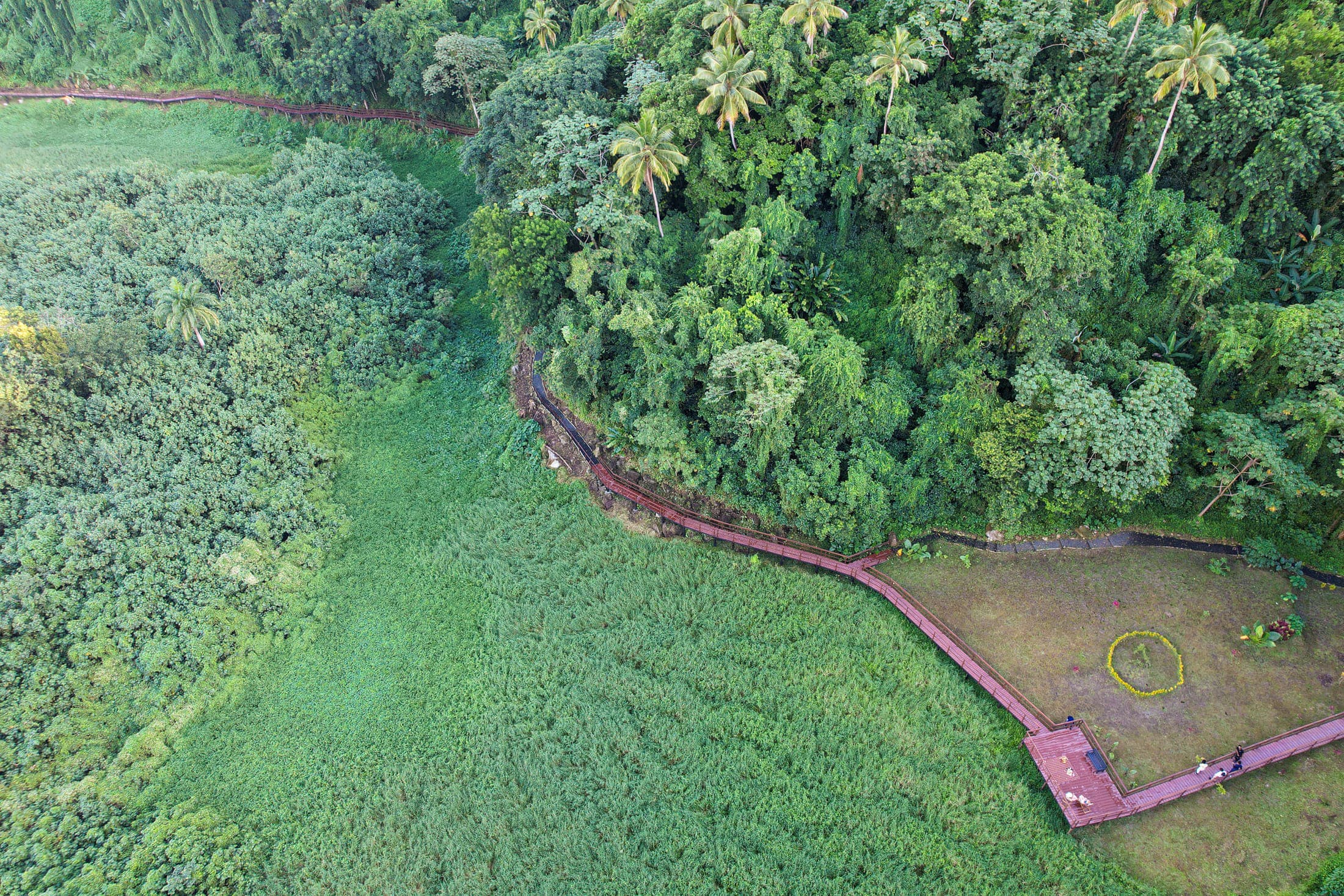 Aerial view of the Jurassic Trail boardwalk through rainforest on Rabot Estate