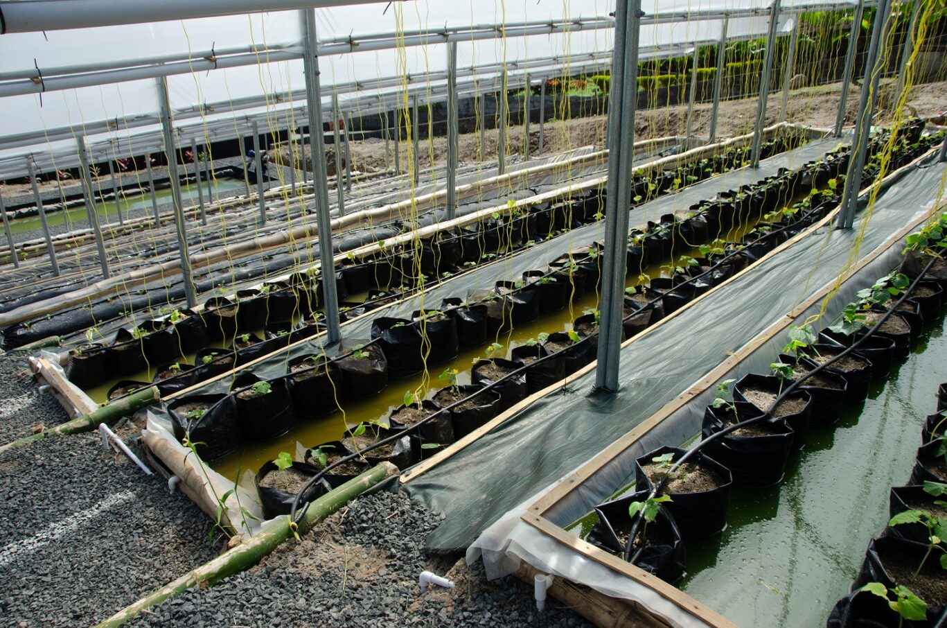 HD farm 2