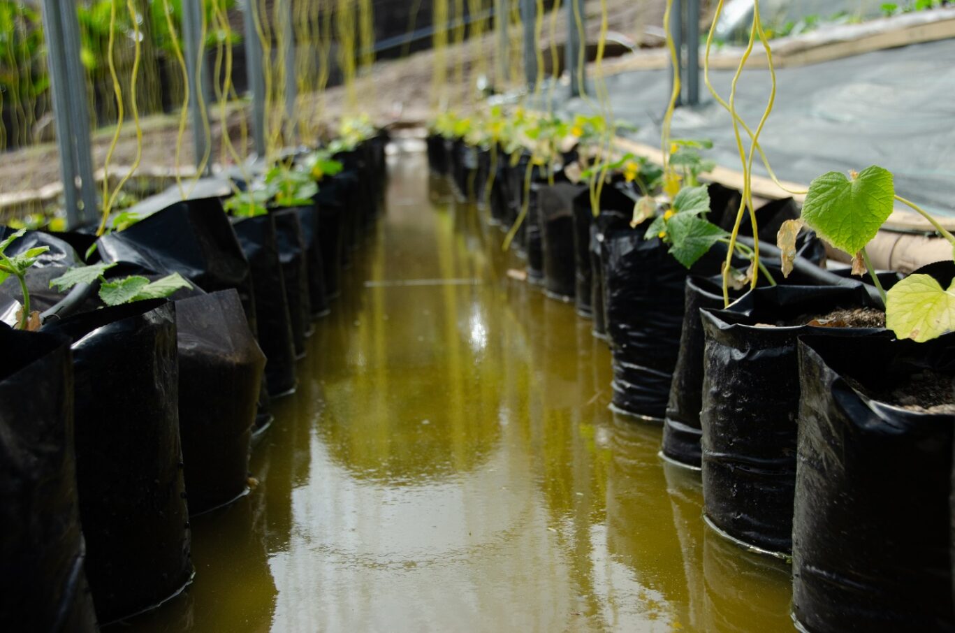 HD farm